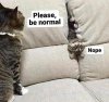 normal.jpg