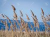 74058276-dry-river-reed.jpg