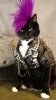 metal cat.jpg