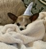Chihuahua Shark 2a2.jpg
