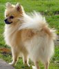 Long Haired Chihuahua 1b.jpg