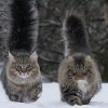 Norwegian Snow Lions 3a.jpg