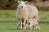 4119.ewe.jpg