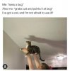 cat vs bug.jpg
