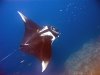 Manta_birostris-Thailand4.jpg