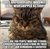 dog vs cat.jpg
