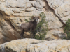bighorn_01.png