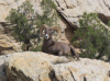 bighorn_02.png