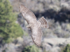 goshawk_02.png
