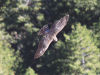 goshawk_01.png