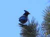 stellar_jay_01.png