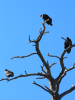 vulture_01.png