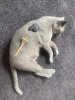 zen cat.jpg