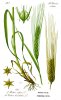 1200px-Illustration_Hordeum_vulgare0B.jpg