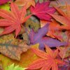 fall leaves avatar.jpg fall leaves avatar.jpg
