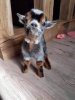 baby goat.jpg
