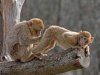 monkeys butt check.jpg