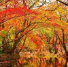 leaves of fall avatar 1.jpg
