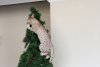 Bootle-gets-the-mouse-at-the-top-of-the-Christmas-tree.jpg