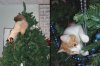 Cats-up-to-no-good-in-a-Christmas-tree.jpg