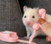 the rat on the phone.jpg