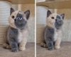 kitty.jpeg