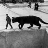 persective cat.jpg