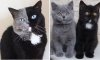daddy cat and kittens copy.jpg