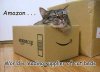 amazon cat.jpeg