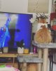 Harry tv.jpg
