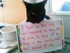 black cat dog killer.jpeg