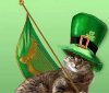 irish kitty.jpeg