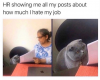 hate job cat.png
