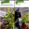 cat plants.jpg
