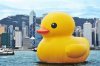 duck.jpg