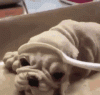 dog-cookie 200.gif