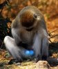 blue balls.jpg