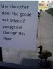 attack goose.jpeg