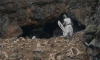 monty-python-and-the-holy-grail-rabbit avatar.gif