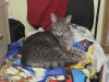 Kitt9-10-FA.jpg