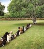 pee tree.jpeg