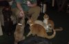 S4_cats.jpg