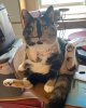 foot face cat.jpg