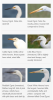 Herons Egrets 1a.png