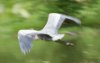1 heron 1b.jpg