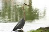 1 heron 1c.jpg