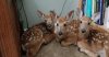 house deer.jpg