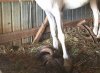 horse.jpg