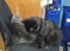Kitt&Squire_Kitchen.jpg