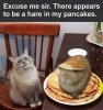 hare in pancake.jpeg